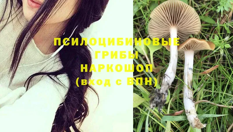 blacksprut ТОР  Моздок  Галлюциногенные грибы MAGIC MUSHROOMS 